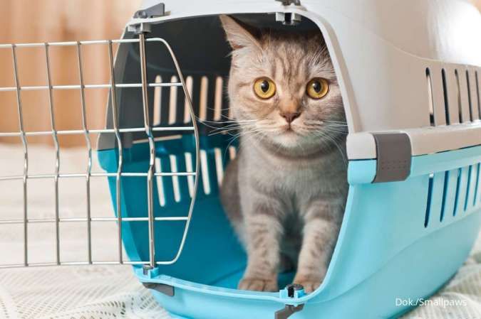 Syarat dan Jadwal Sterilisasi Kucing di DKI Jakarta, Tak Dipungut Biaya Apa Pun