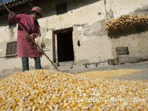 Stok jagung dunia menipis, harga jagung domestik bisa capai Rp 3.800 per kg