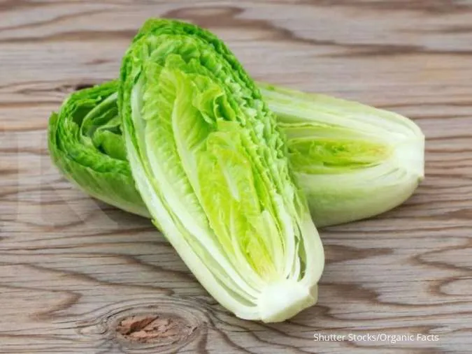 5 Manfaat Mengonsumsi Selada Romaine, Salah Satunya Meningkatkan Kekebalan Tubuh