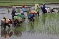 Harga Pangan Dunia Naik, Kemendag Siapkan Langkah Strategis