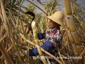 Curah hujan tinggi susutkan produksi gula India