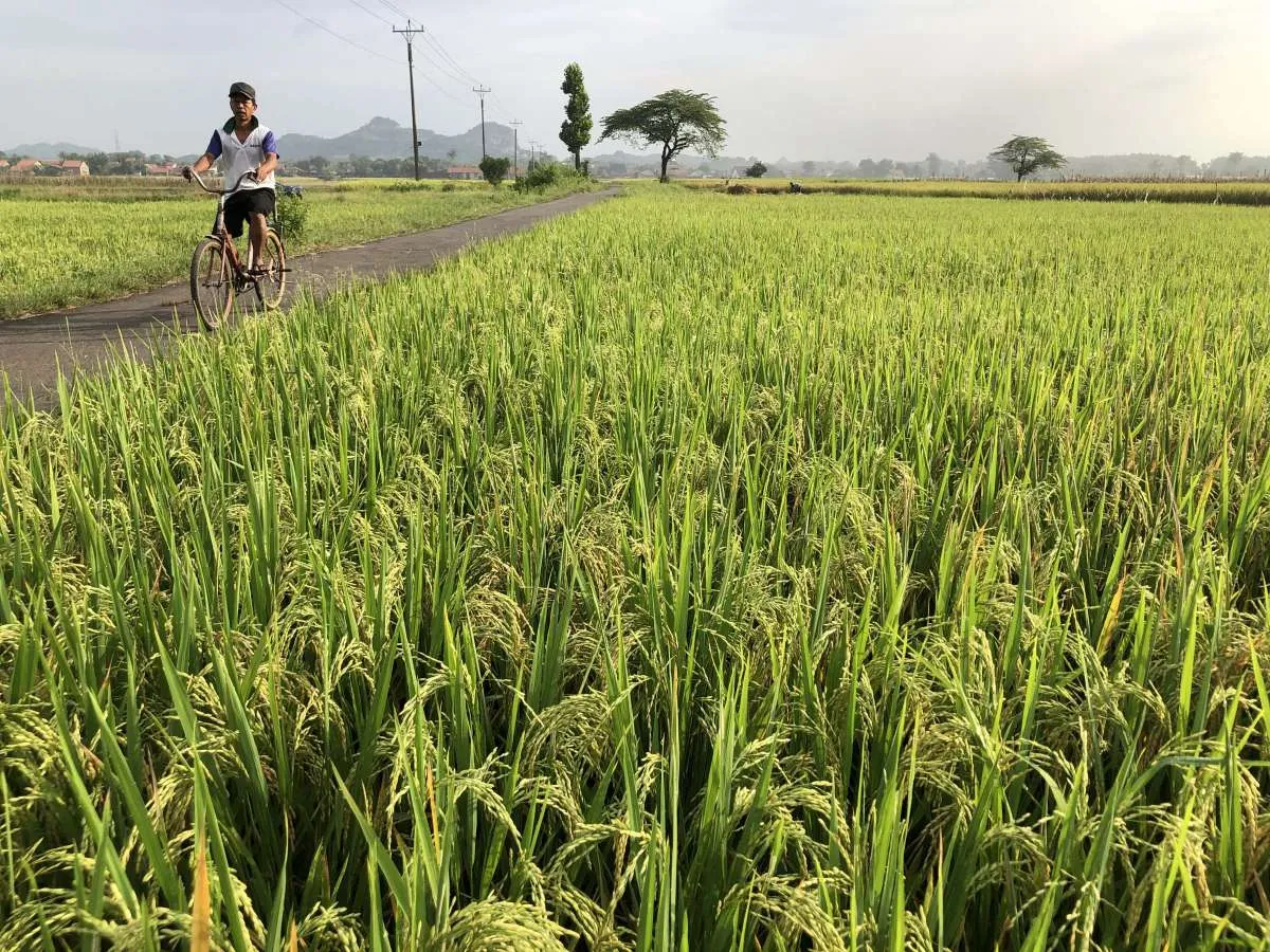 BPN Proses Penyempurnaan Regulasi Penetapan Lahan Sawah yang Dilindungi