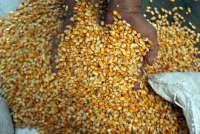 Harga Telur di Bawah HPP, Peternak Ayam Petelur Minta Harga Jagung Dijaga