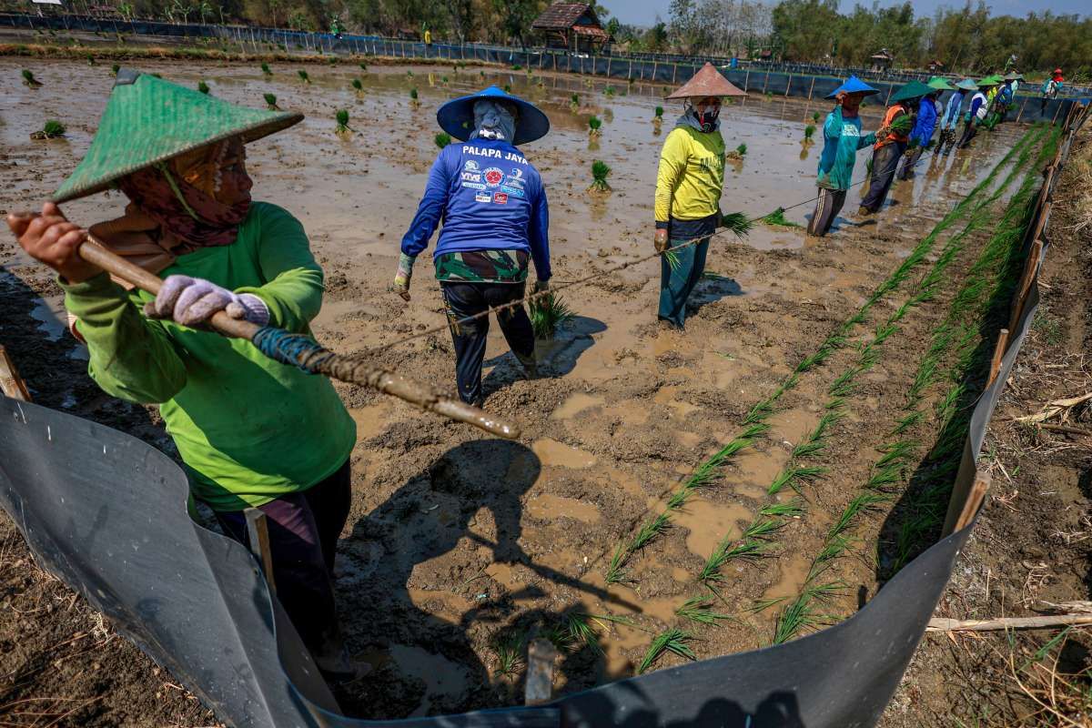 Perbankan Perkuat Mitigasi Risiko Dampak El Nino
