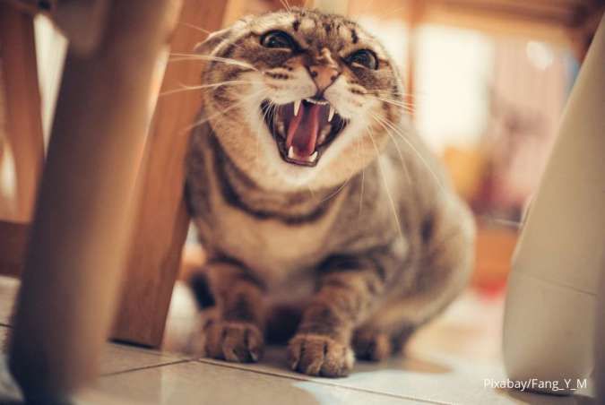 Cakaran Kucing Bisa Jadi Rabies? Ini Penyakit yang Harus Anda Waspadai 