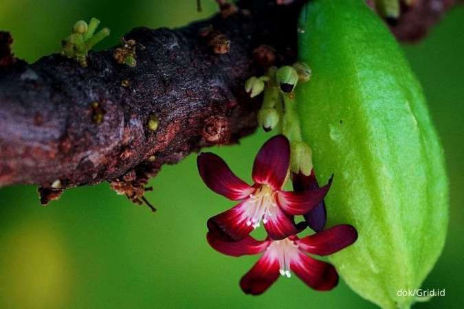 Selain Bunga Belimbing Wuluh, Bahan Alami Ini Efektif Mengobati Batuk