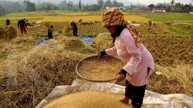 Pemerintah sebut wajar produksi padi turun