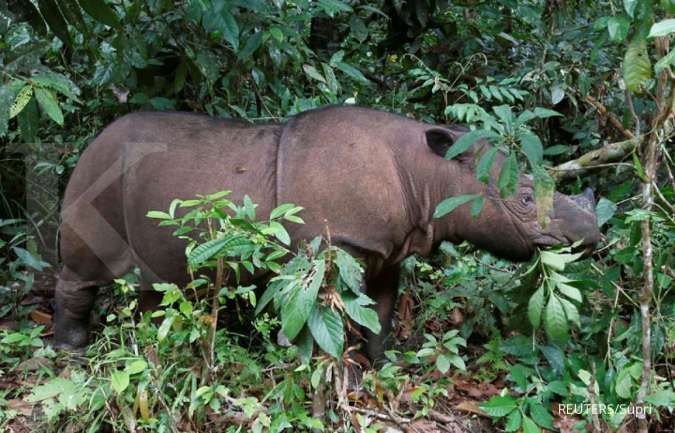 Second Endangered Sumatran Rhino Born in Indonesia