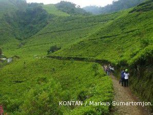 Berubah fungsi, 3.000 hektare lahan teh rakyat berkurang tiap tahunnya