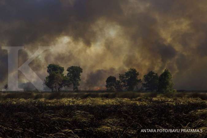 KLHK Gugat 2 Perusahaan Pembakar Hutan dan Lahan di Kalimantan Rp 1,7 Triliun