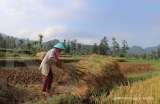 Syngenta Dorong Produktivitas Padi Lewat Teknologi Perlindungan Tanaman