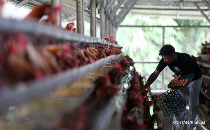 Peternak Ayam Siap Penuhi Kebutuhan Program Makanan Bergizi Gratis