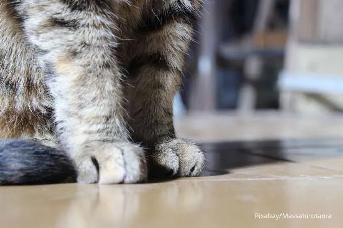 Kucing Berjalan Pincang? Ketahui Beberapa Macam Kemungkinan Penyebabnya