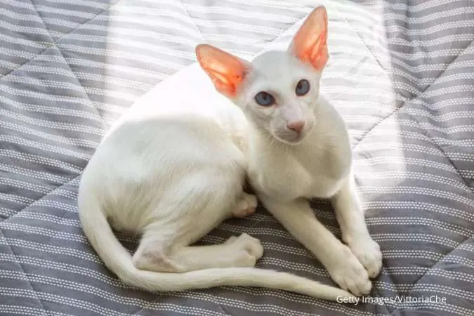 Kucing Oriental Shorthair putih