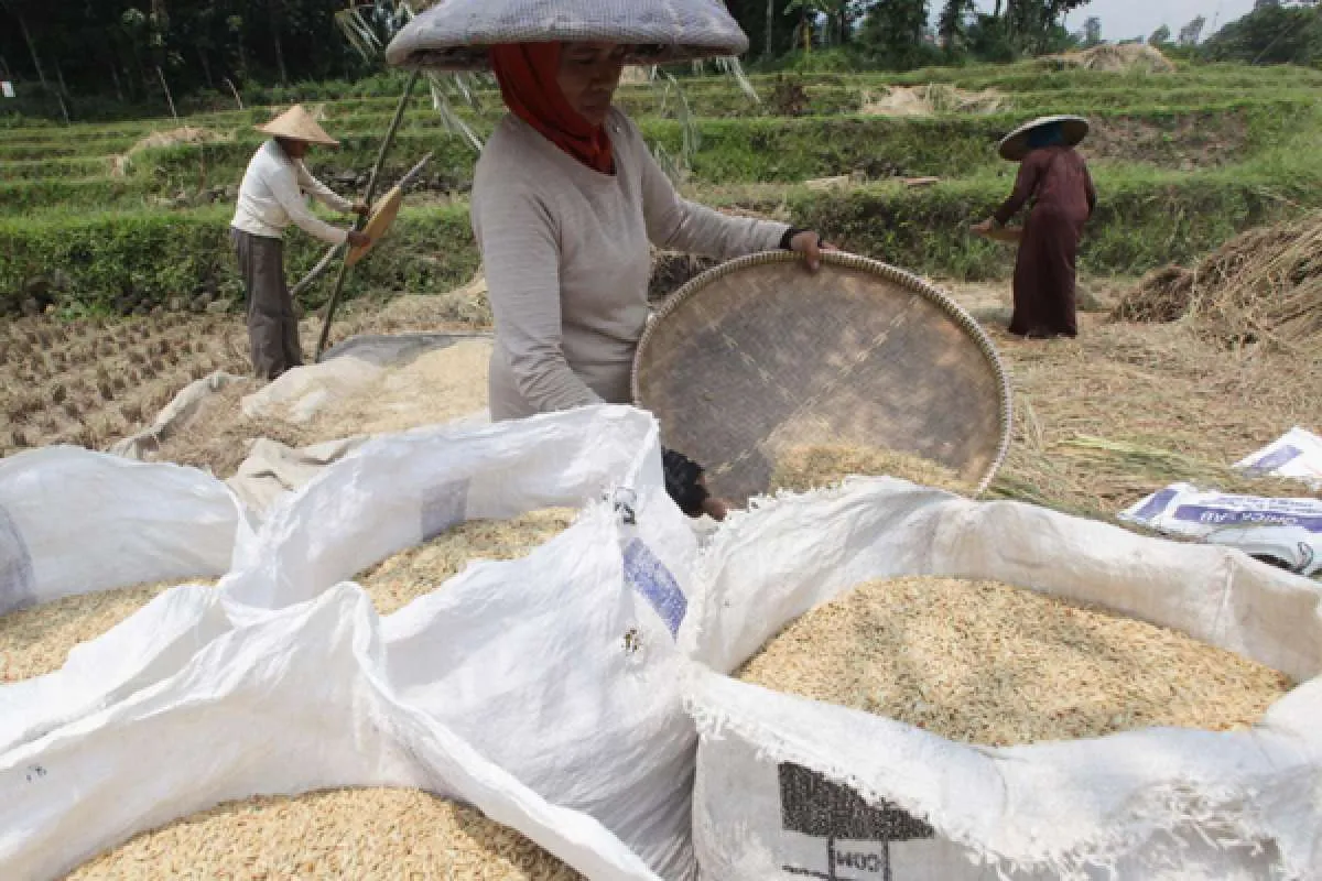 Nilai Tukar Petani Turun pada Bulan Lalu, Ini Alasannya