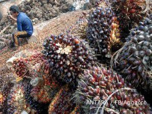 Stok diprediksi meningkat, harga CPO terseret jatuh