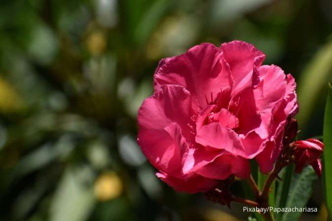 Memiliki Bunga yang Cantik, Tanaman Nerium Oleander Ternyata Sangat Beracun