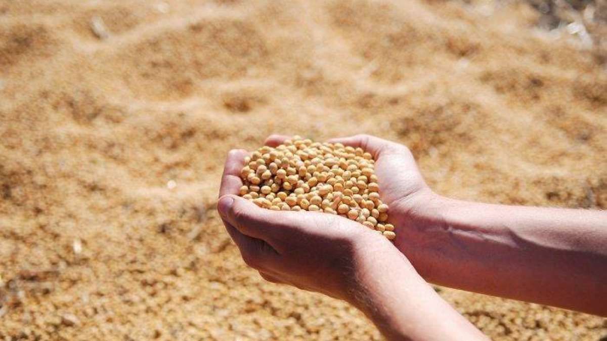 Produksi Dalam Negeri Semakin Rendah, Indonesia Harus Evaluasi Kebijakan Kedelai