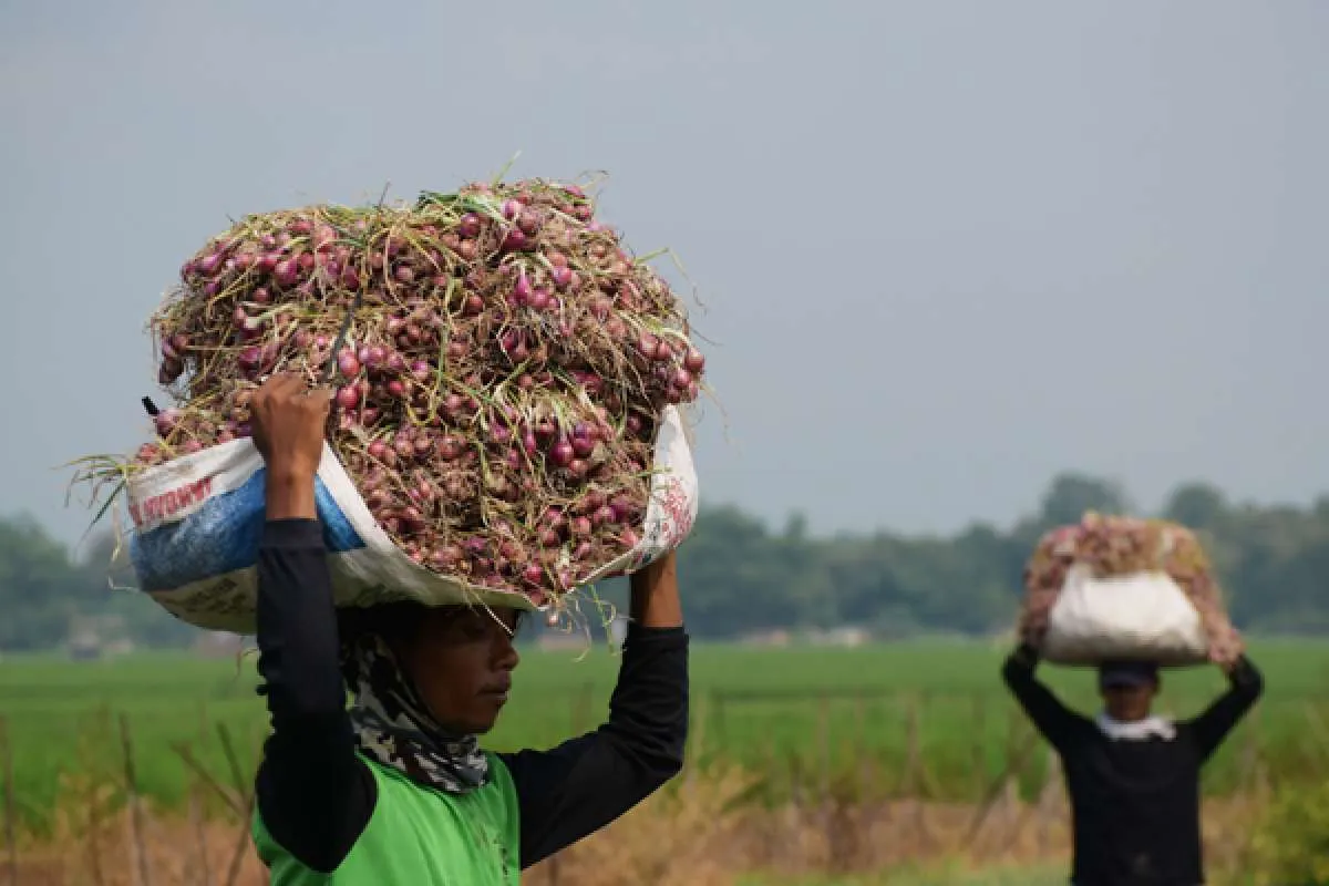 Pemerintah Siapkan Asuransi Pertanian untuk Petani Cabai dan Bawang Merah