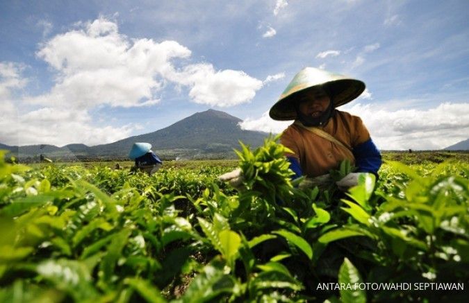 Produksi dan ekspor teh terus melandai