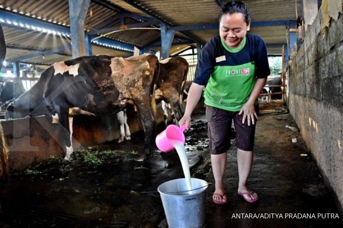 Kapasitas produksi susu peternak lokal terbatas