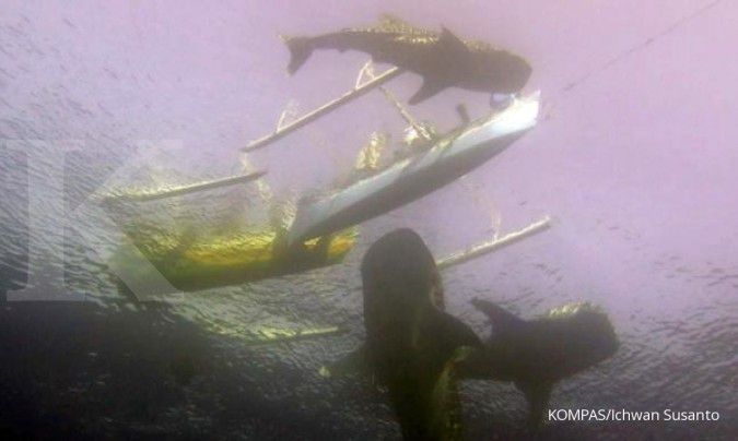 Ikan paus pembunuh terlihat di perairan Gorontalo