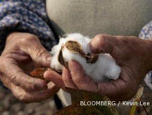 Gara-gara badai, harga kapas langsung terbang