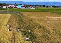 BPS Catat Nilai Tukar Petani Naik Jadi 125,35 Pada Desember 2025