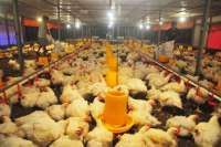 Menakar Efek Harga Patokan Ayam Terbaru