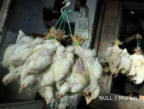 Bangkai ayam di Hongkong terjangkit flu burung