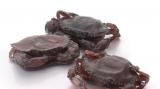 Kepiting soka capit laba dengan cangkak lunak (1)