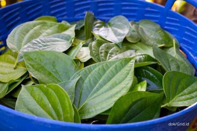 Manfaat daun sirih untuk kesehatan