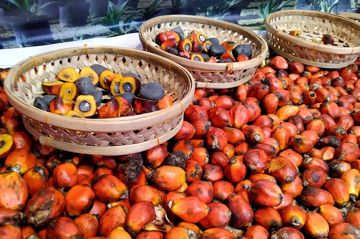 Pemanfaatan Cangkang Kelapa Sawit Sebatas untuk Bahan Bakar Boiler