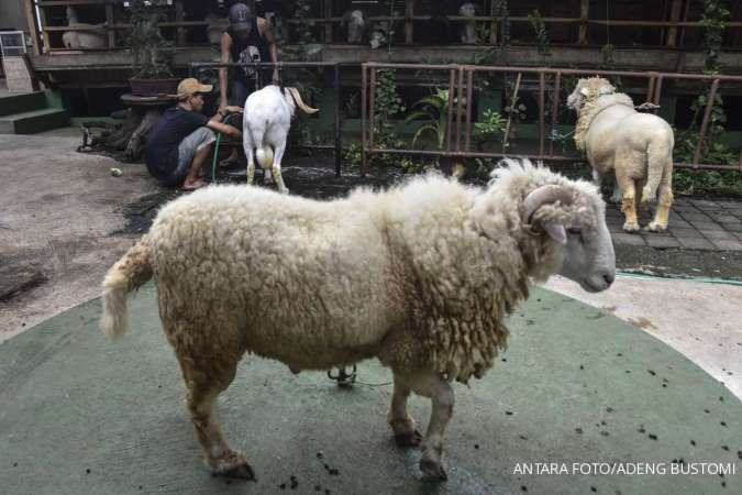 Intip Harga Sapi, Domba, hingga Kerbau Kurban Purwakarta 2024
