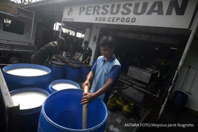 Sengkarut Tata Kelola di Balik Anomali Pasar Susu Sapi