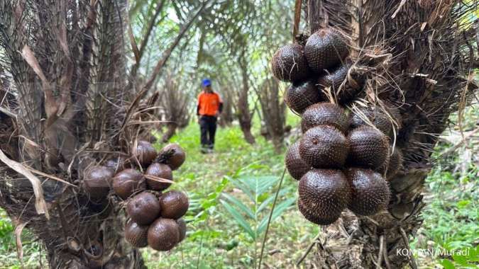 Kandungan gizi dan manfaat Buah Salak