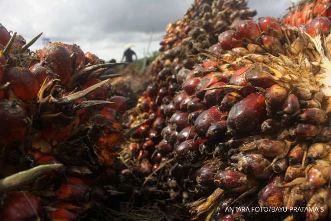 Top Palm Oil Buyer India's Feb Imports Drop to 8-Month Low