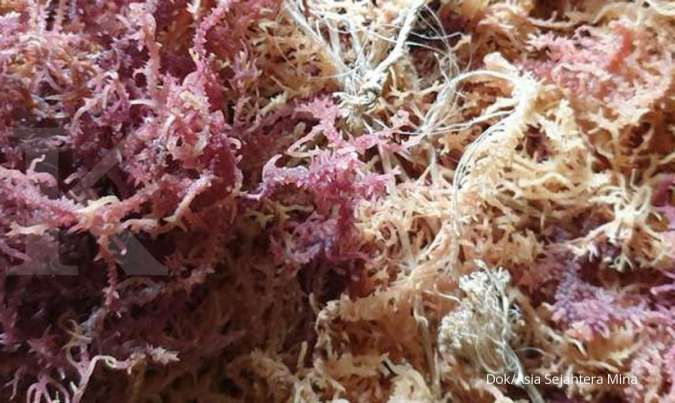 Asia Sejahtera Mina (AGAR) Exports Up to 22,000 Tons of Seaweed per Year