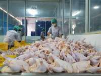 Hingga Kuartal III-2022, Widodo Makmur Unggas (WMUU) Kantongi Laba Bersih Rp 91,11 M