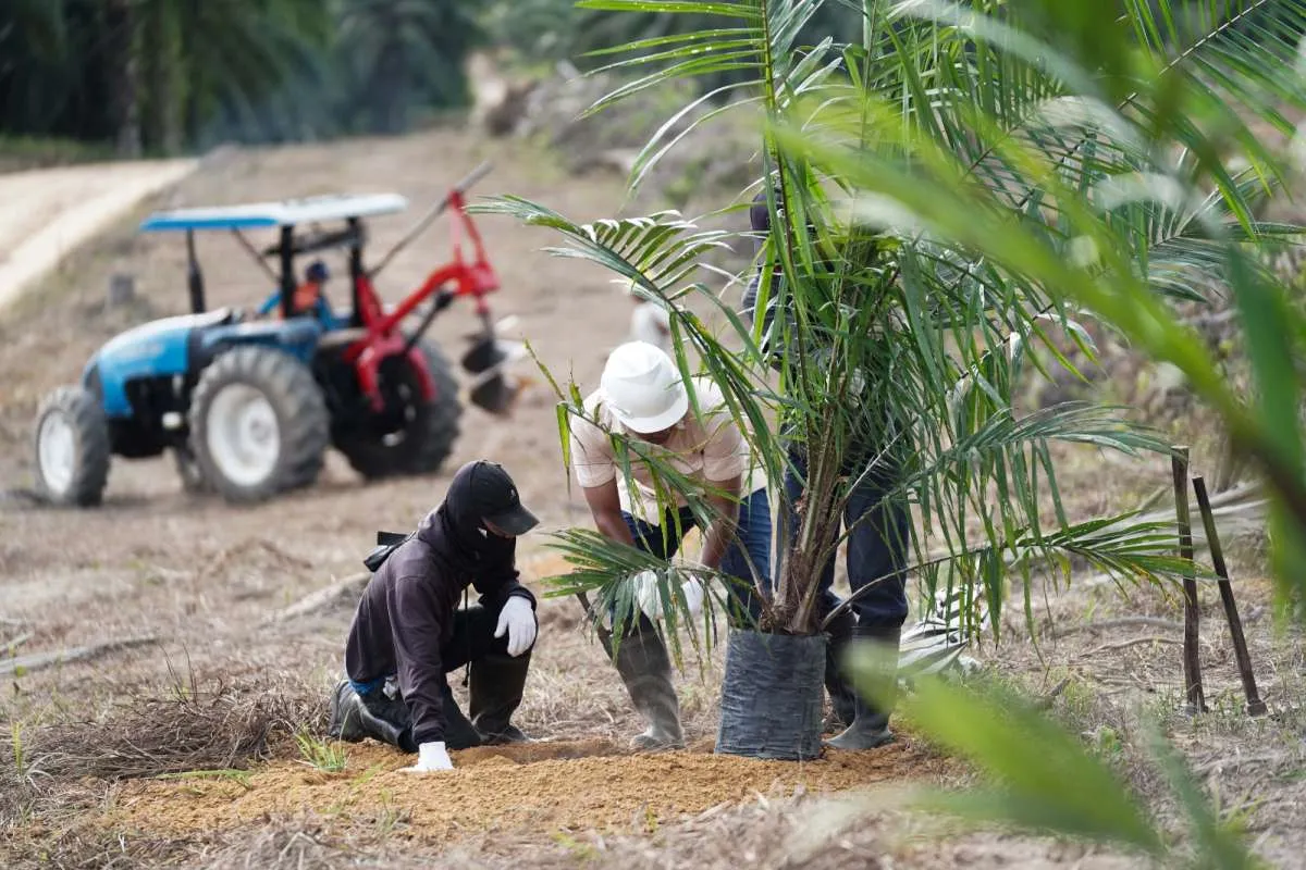 Guna Tingkatkan Produksi TBS dan CPO, BWPT Optimalkan Mekanisasi & Digitalisasi