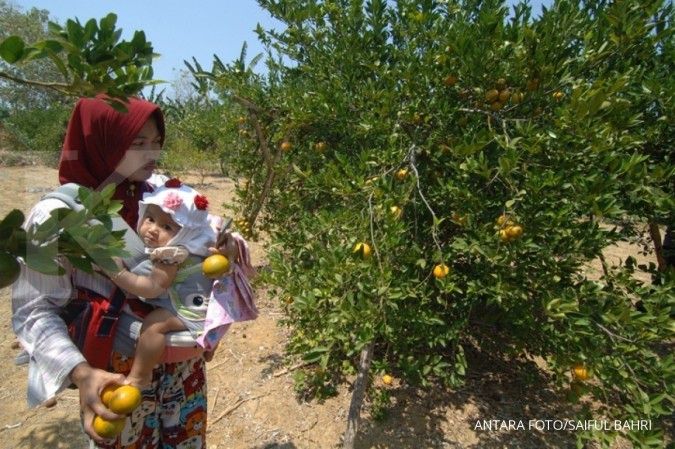 Pandemi Jadi Berkah Wonoagung Mengembangkan Agro Wisata Petik Jeruk