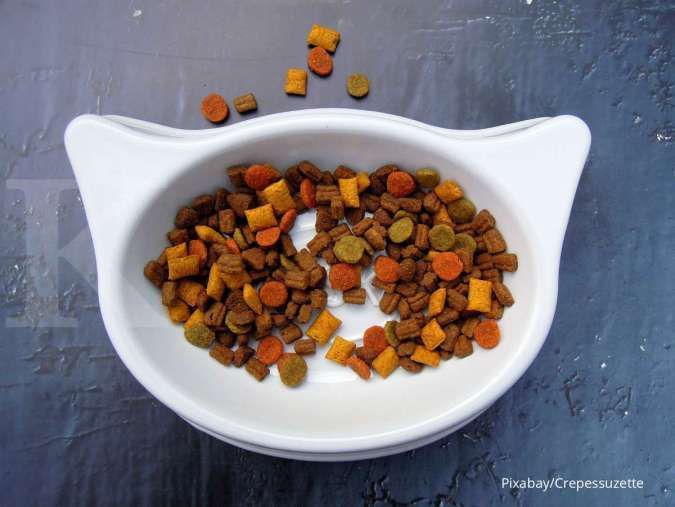 Makanan Kucing Homemade, Pilihan Terbaik untuk Anabul Kesayangan