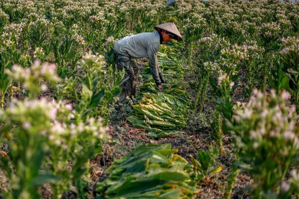 Industri Tembakau Tertekan Aturan, Petani Madura Khawatir Kehilangan Pasar