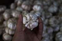 BPS: RI Impor 82.600 Ton Bawang Putih dalam 4 Bulan Pertama 2025