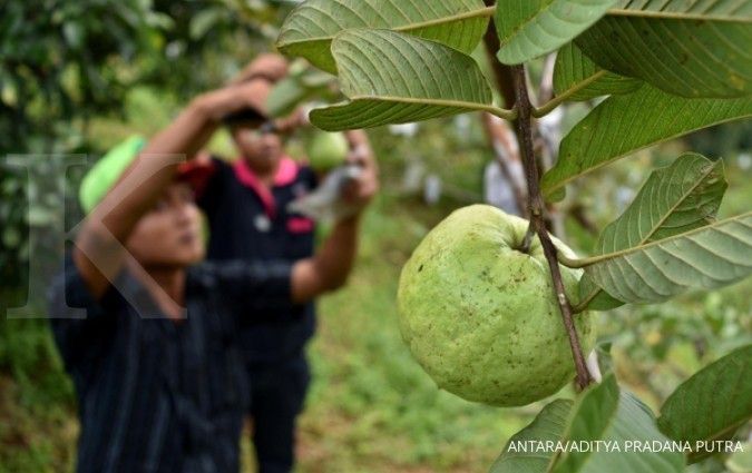 Kenali Manfaat Jambu Kristal untuk Kesehatan Tubuh