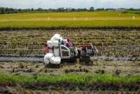 Produksi Beras Kuartal I-2026 Melonjak 15,79%, BPS Ingatkan Masih Data Sementara