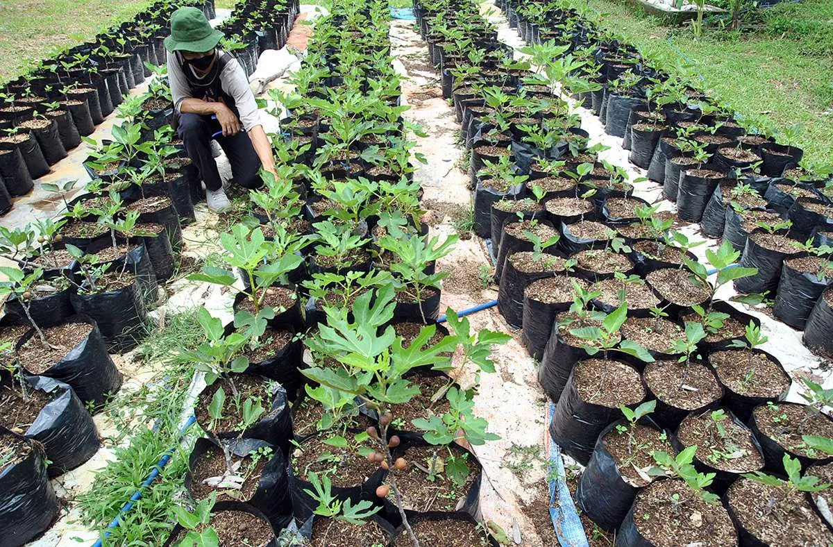 Sektor pertanian memiliki peluang ekspor yang menjanjikan di saat pandemi