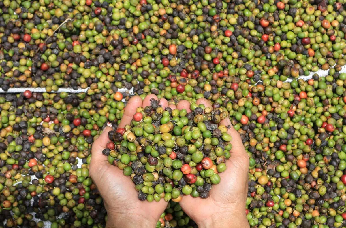 Panen Kopi Vietnam Terganggu Akibat Badai Tropis Trami 