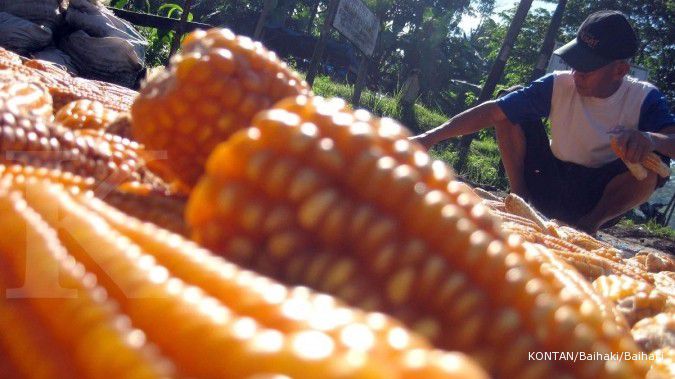 Harga melonjak naik, pemerintah diminta perbaiki neraca komoditas jagung