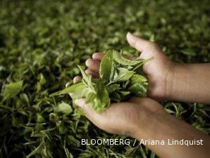Produksi merosot, impor teh melonjak